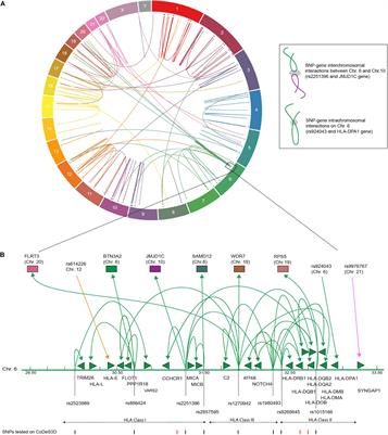 Type 1 Diabetes Mellitus-Associated Genetic Variants Contribute to Overlapping Immune Regulatory Networks